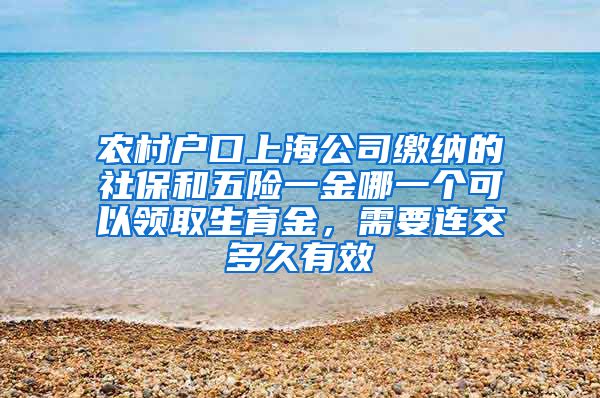 农村户口上海公司缴纳的社保和五险一金哪一个可以领取生育金，需要连交多久有效