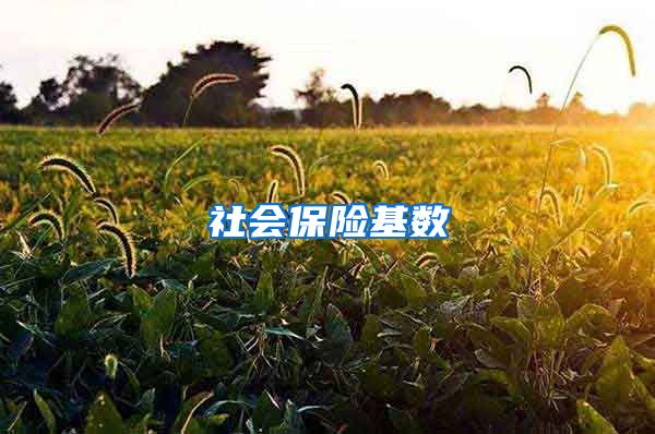 社会保险基数